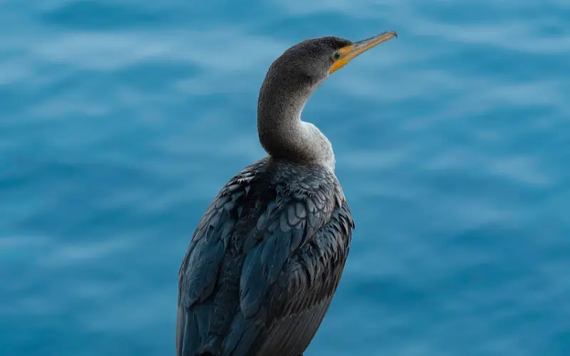 双十一脱单宝典：女生如何把握时机收获爱情